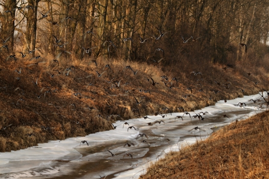 Pečlivě se starám