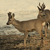 Ty, ale je to dobré že?