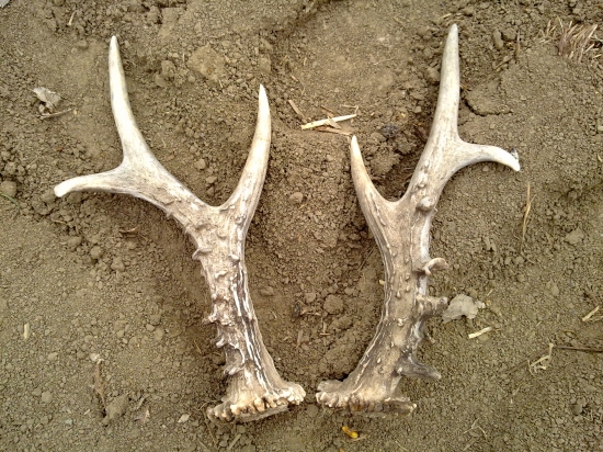 Při dnešním setí kukuřice