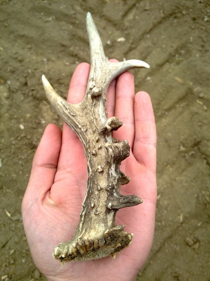 Detail perlení k fotce ID 163067