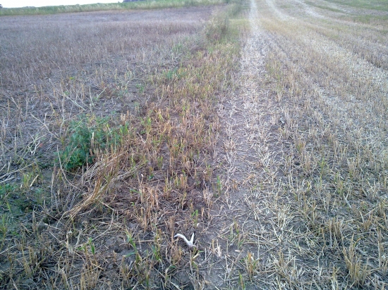 Když jsem šel na srnce