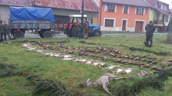 Hon na drobnou zvěř