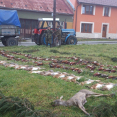 Hon na drobnou zvěř