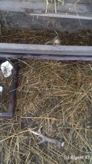 Detail k ID 188118 Lapač srnčích parůžků