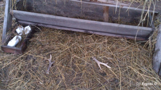 Po vytáhnutí jednoho parůžku z koryta :-)