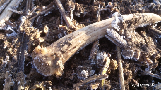 Špičáček z dnešní vycházky