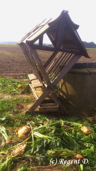 Poslední klas z pole, první do krmelce.