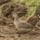 Bažant obecný (slepice)