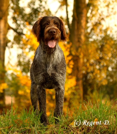 Můj 9měsíční parťák :-)