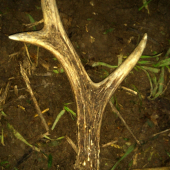 Po vytažení z korýtka :-)