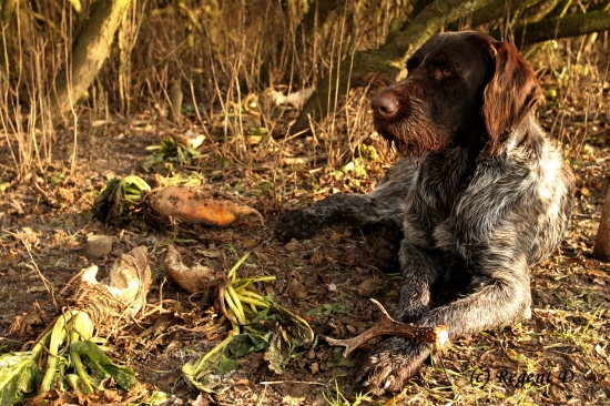 A další v sezoně 2013