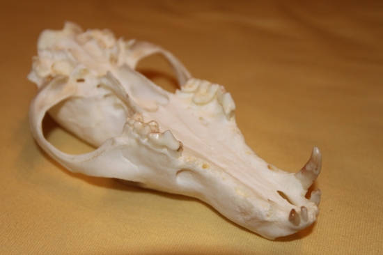 Detail horní čelisti