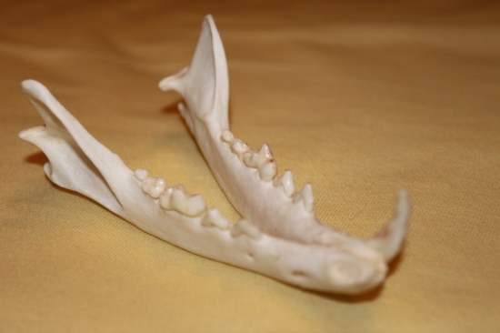 Detail spodní čelisti