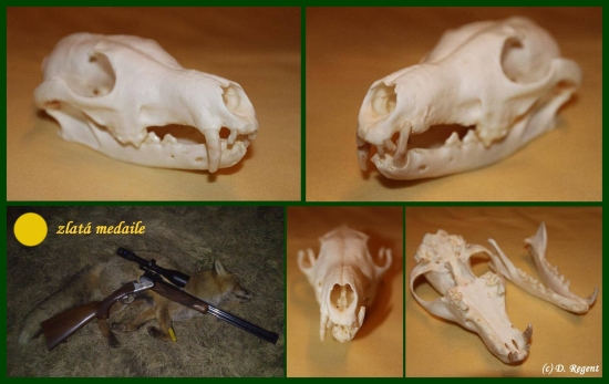 Vzpomínková - zlatý lišák