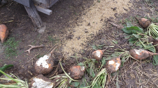 První srnčí 2014 (detail)