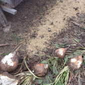 První srnčí 2014 (detail)