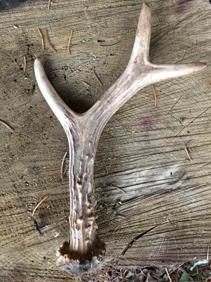 Čerstvý šesterák