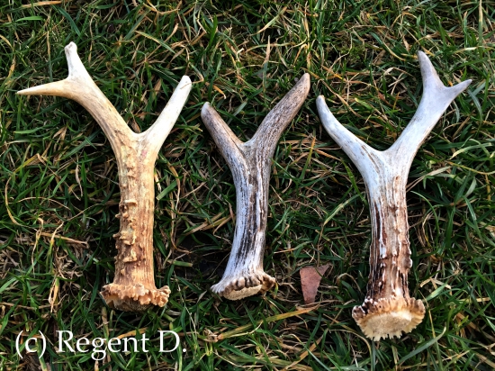 Opět za dvě hodiny tentokrát tři parůžky