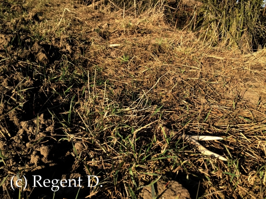 Srnčí pár č.19 a č.20