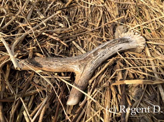 č.21 (můj starý známý srnec)