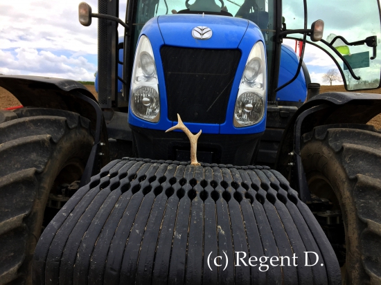 č.44 letos - málem sem ho přejel :).. (detail)