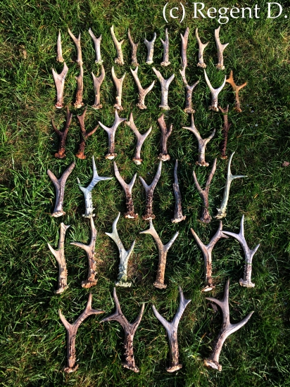 Uzavírám sezonu 2014/15 s počtem 44kusů