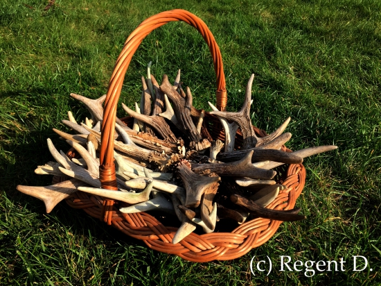 Konec sezony - 44 kusů