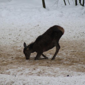 Musím si k tomu aj kleknout :-)