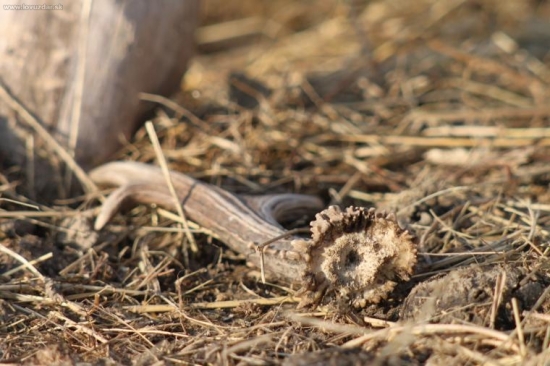 Dneska u soliska-detail