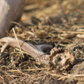 Dneska u soliska-detail