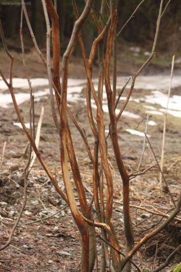 takto vypada cely les, ale zhozy nikde :-(