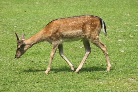 Daněk