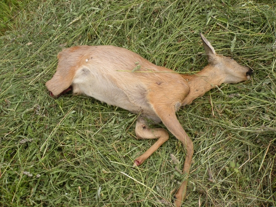 Posečená louka :-(