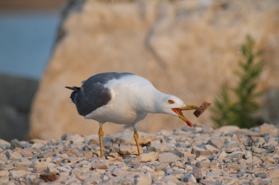 Ne a ne to spolknout :-)