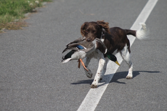 Pozor přes cestu :-)