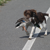 Pozor přes cestu :-)
