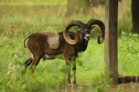 Mufko