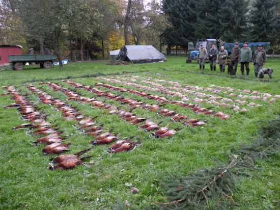 Výřad