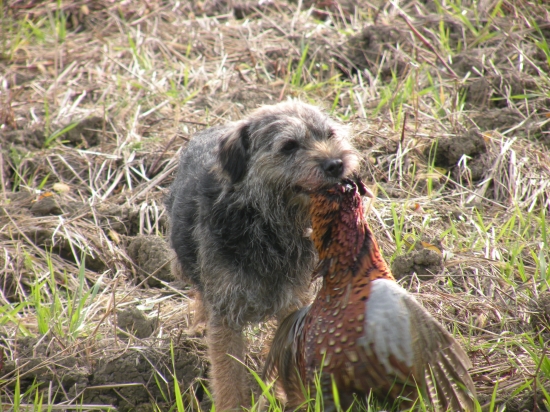 Bažant vetší jak pes :-)