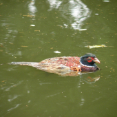 Křídlovaný bažant nám spadl na vodu...