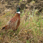 Já se prostě fotit nechci!