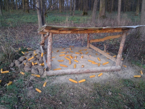 Tak tady mi srnci zhazují parůžky :-)