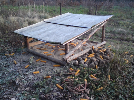 Tak tady mi srnci zhazují parůžky :-) 2