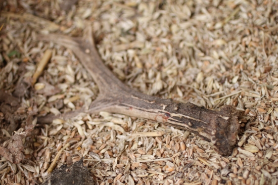 Včera k večeru- detail