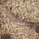 Včera k večeru- detail