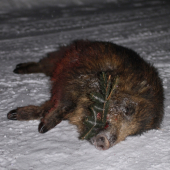 Včerejší kolegův uspěch