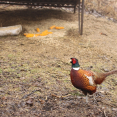 Přišel mě zkontrolovat, jestli dobře krmím.