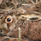 Myslel si, že ho nevidím :-)