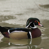 Nevím co je to za druh