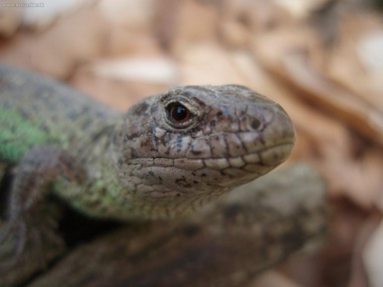 vyliezla na slniečko